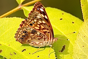 Hackberry Emperor Butterfly